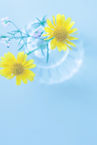 Das Yellow Daisies In Vase Wallpaper 320x480