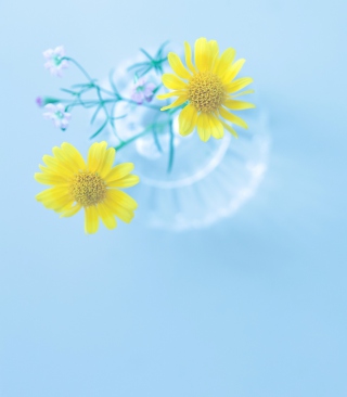 Yellow Daisies In Vase - Obrázkek zdarma pro 768x1280