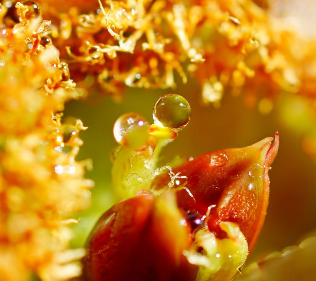 Sfondi Flower with Drops 1080x960