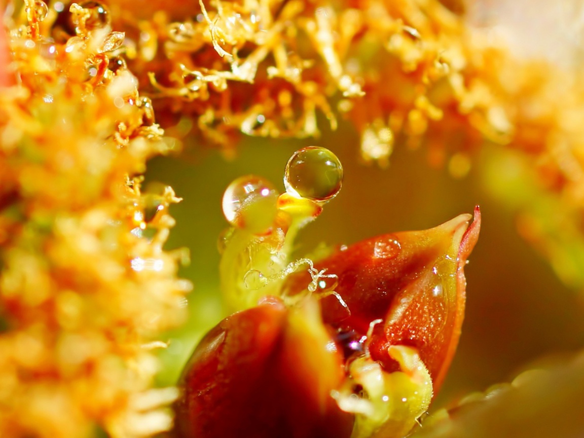 Flower with Drops wallpaper 1152x864