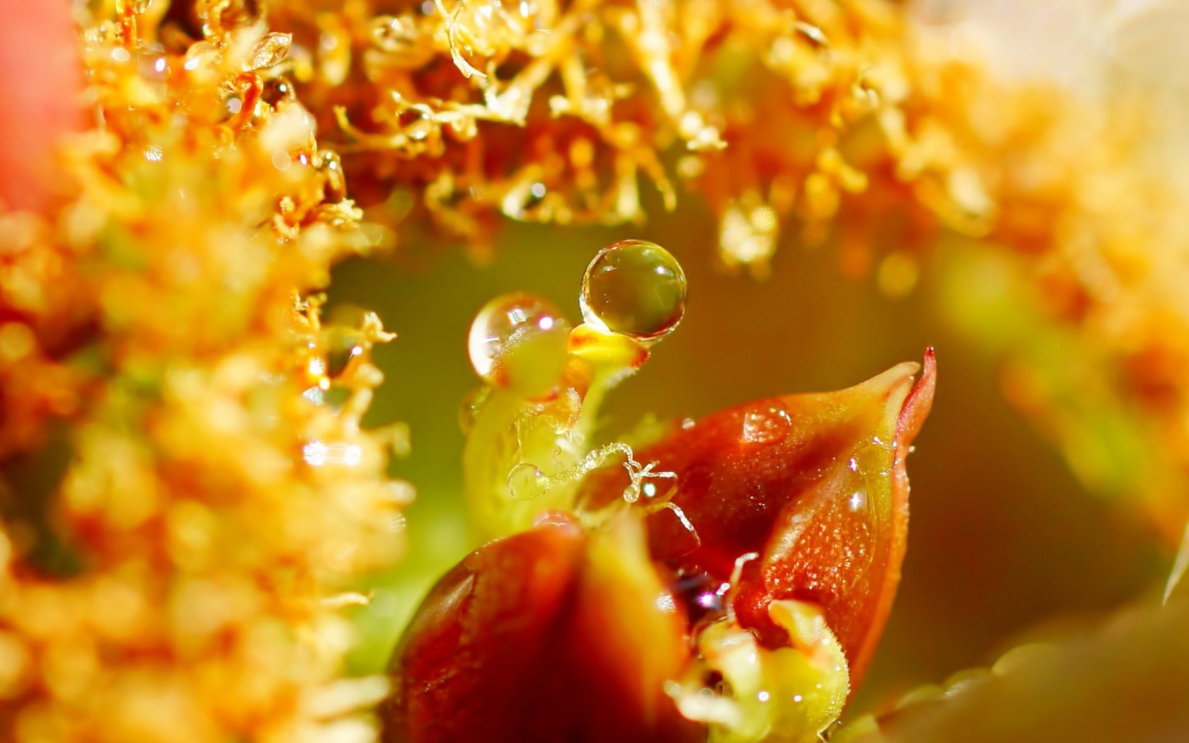 Sfondi Flower with Drops 1680x1050