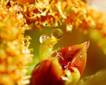 Sfondi Flower with Drops 220x176