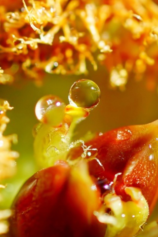 Flower with Drops wallpaper 320x480