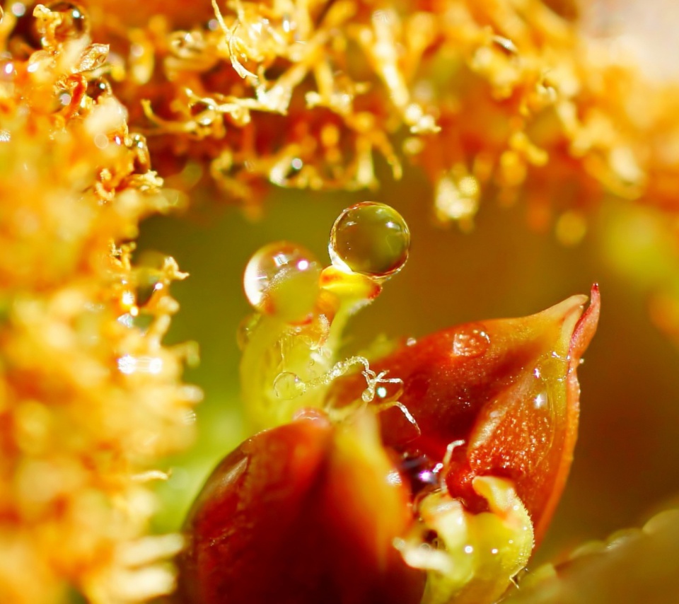 Flower with Drops screenshot #1 960x854