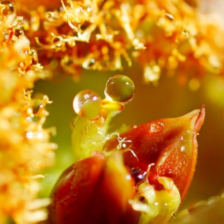 Flower with Drops - Obrázkek zdarma pro iPad mini 2