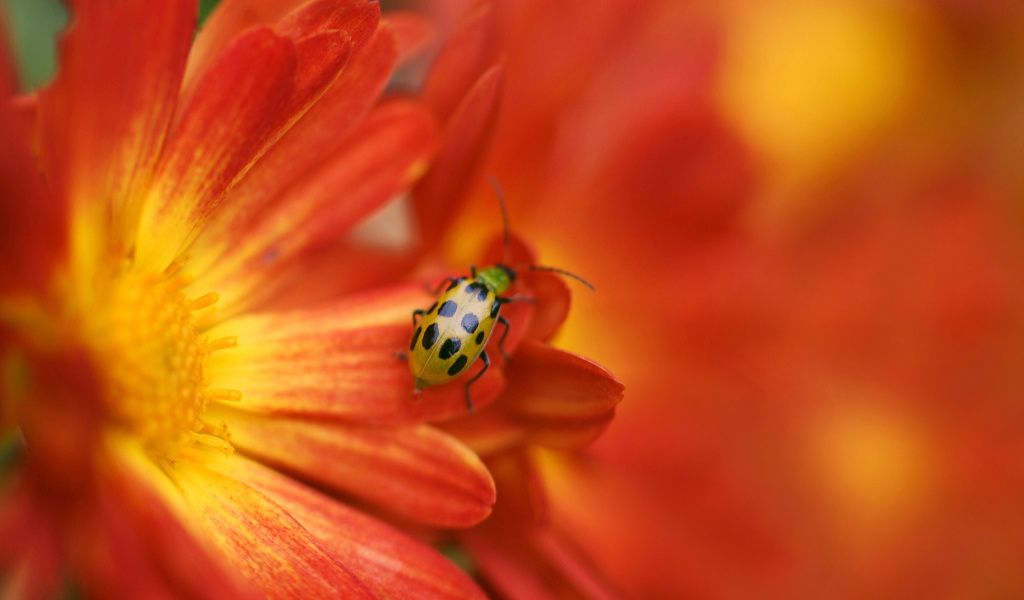 Sfondi Red Flowers and Ladybug 1024x600