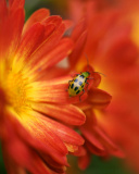 Das Red Flowers and Ladybug Wallpaper 128x160