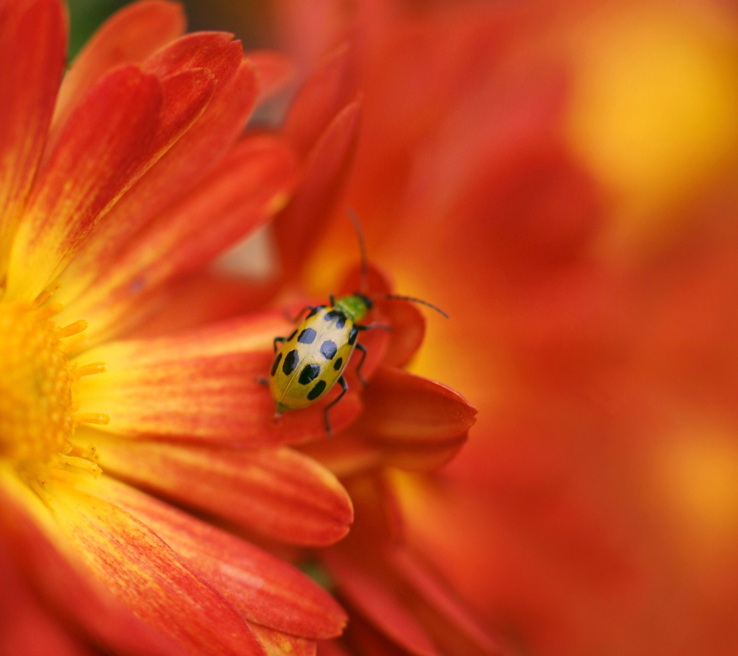 Обои Red Flowers and Ladybug 1440x1280