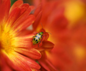Red Flowers and Ladybug wallpaper 176x144