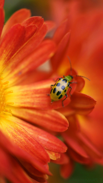 Das Red Flowers and Ladybug Wallpaper 360x640