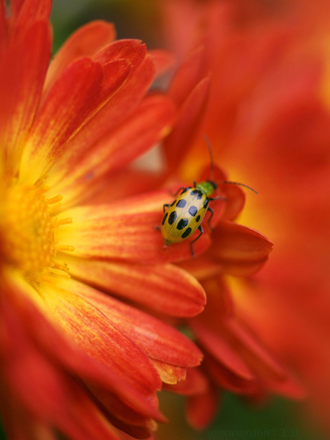 Das Red Flowers and Ladybug Wallpaper 480x640