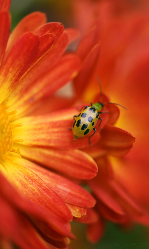 Red Flowers and Ladybug screenshot #1 480x800