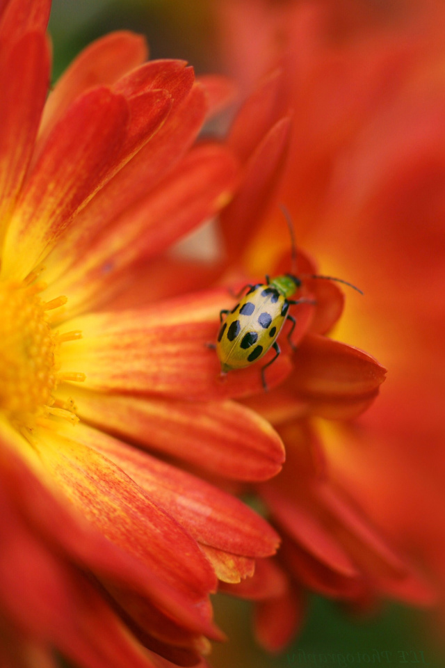 Red Flowers and Ladybug screenshot #1 640x960