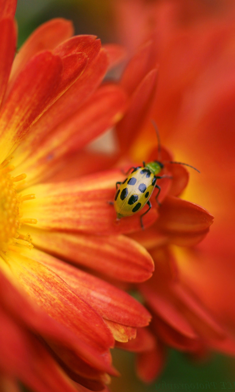 Red Flowers and Ladybug wallpaper 768x1280
