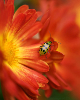 Red Flowers and Ladybug - Obrázkek zdarma pro Nokia 5233