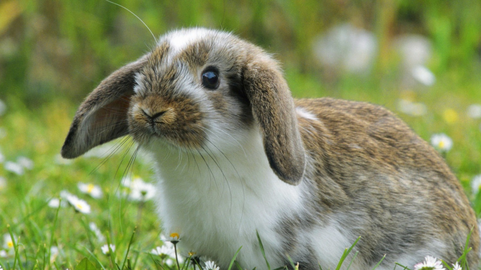 Sfondi Little Rabbit 1600x900