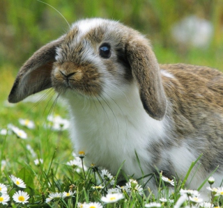 Little Rabbit - Obrázkek zdarma pro iPad mini