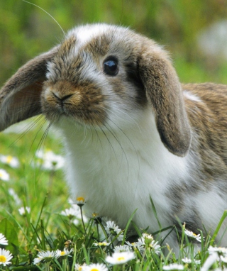 Little Rabbit - Obrázkek zdarma pro Nokia X7