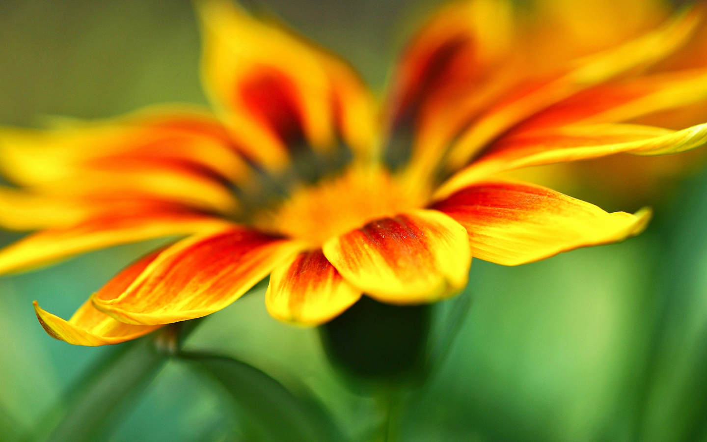 Macro Flower Photo screenshot #1 1440x900