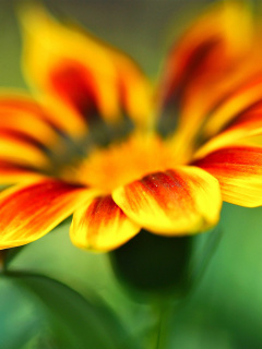 Macro Flower Photo wallpaper 240x320