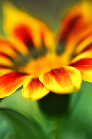 Macro Flower Photo wallpaper 320x480