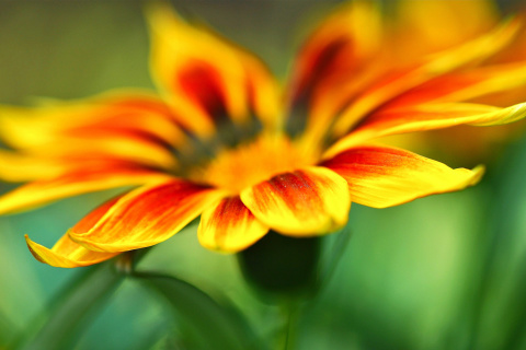 Macro Flower Photo screenshot #1 480x320