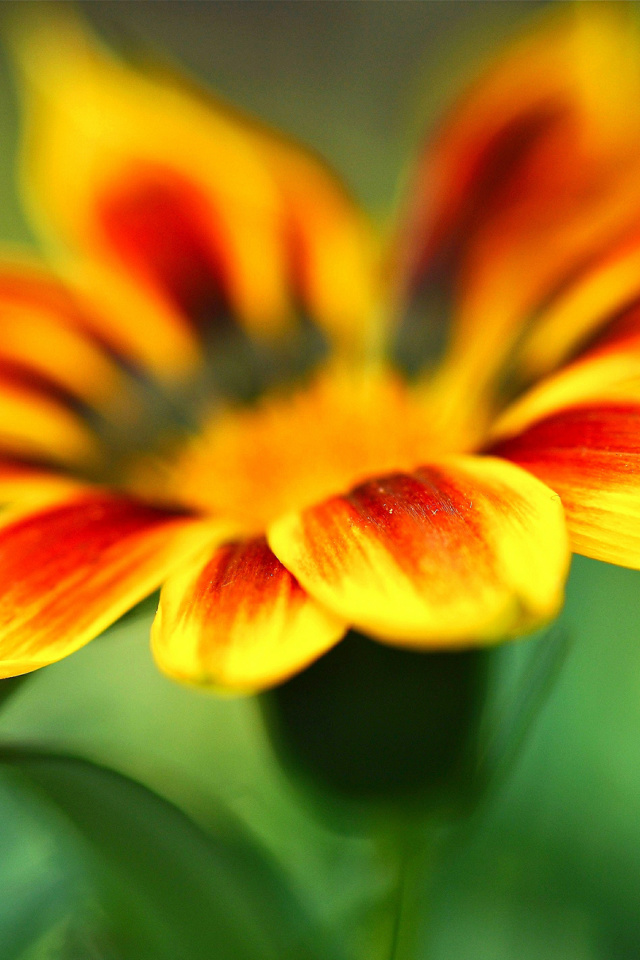 Macro Flower Photo screenshot #1 640x960