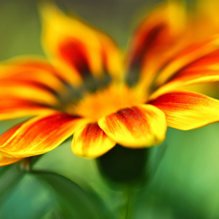 Macro Flower Photo - Obrázkek zdarma pro iPad 3