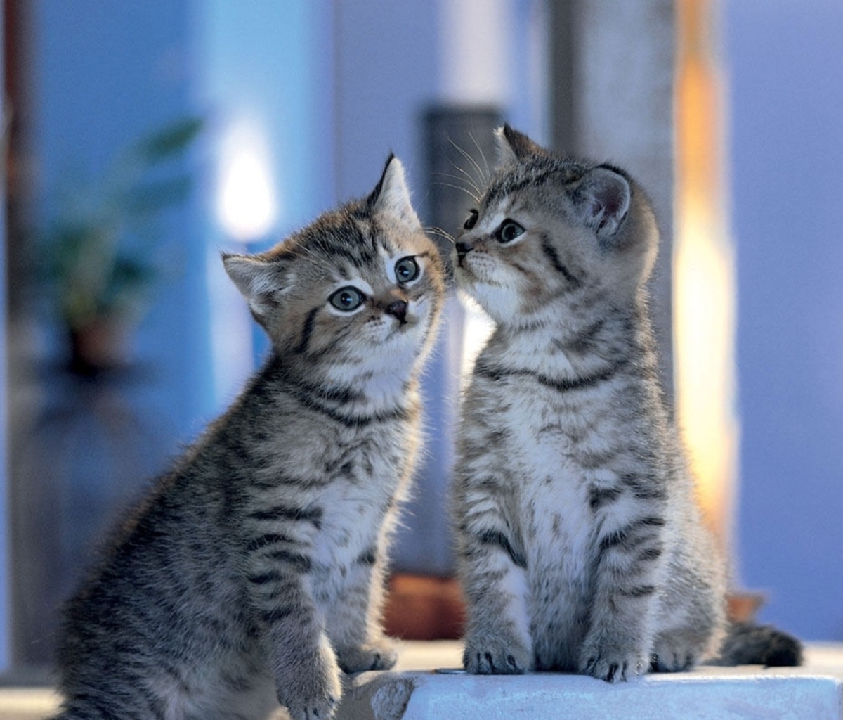 Two Kittens wallpaper 1200x1024