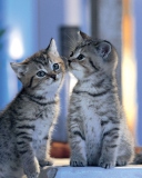 Two Kittens wallpaper 128x160