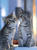 Обои Two Kittens 132x176