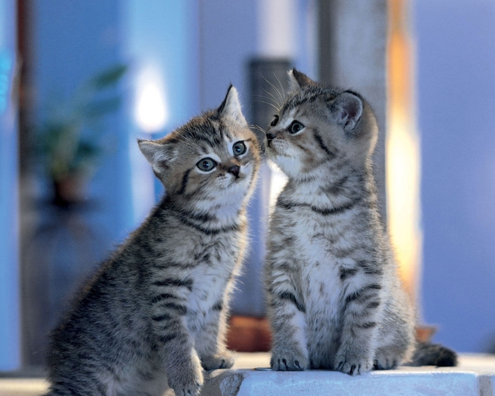 Two Kittens wallpaper 1600x1280