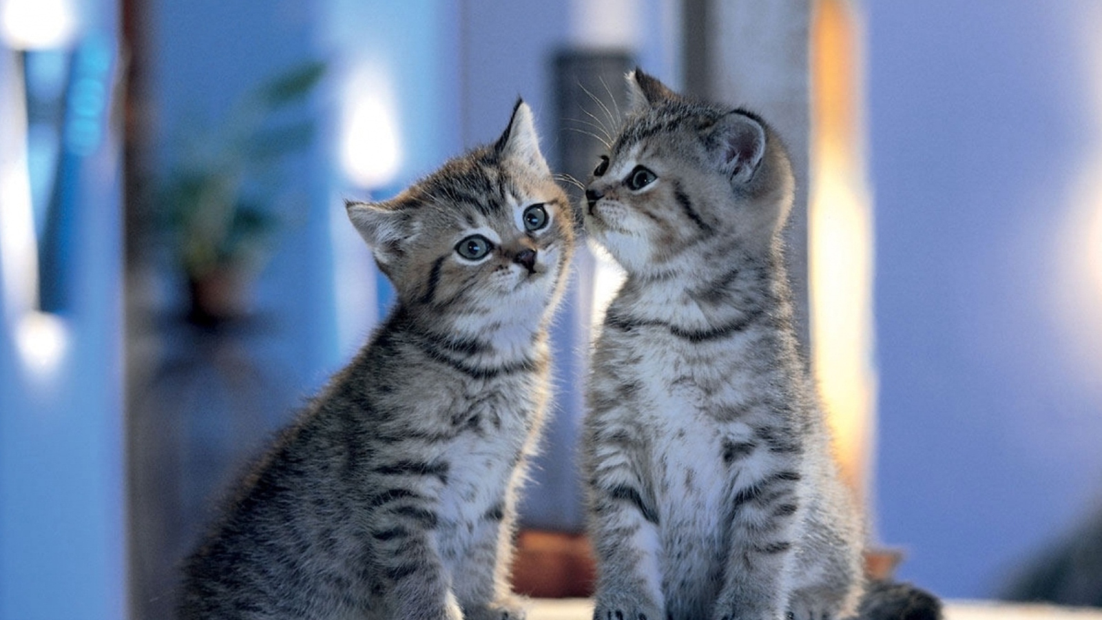 Обои Two Kittens 1600x900