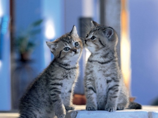 Two Kittens wallpaper 320x240