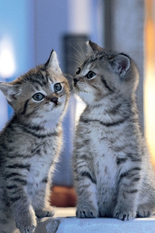 Two Kittens wallpaper 320x480