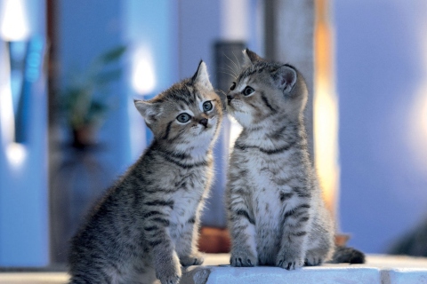 Das Two Kittens Wallpaper 480x320
