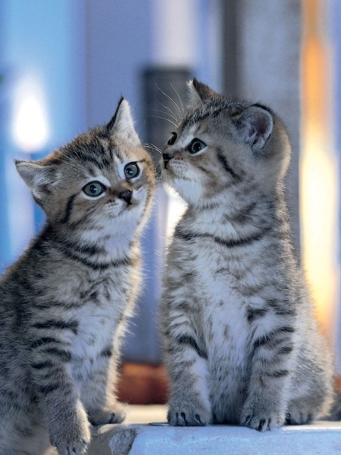 Two Kittens wallpaper 480x640