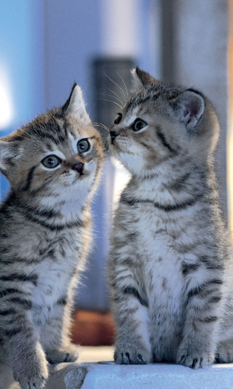 Two Kittens wallpaper 768x1280