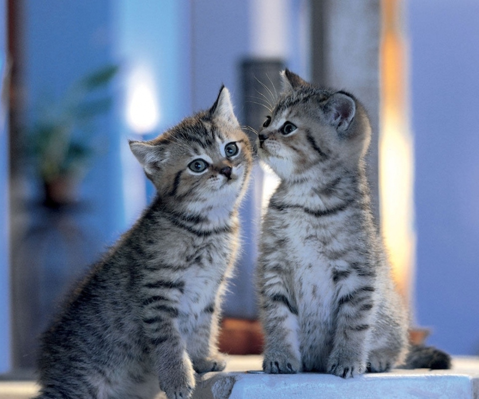 Two Kittens wallpaper 960x800