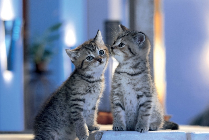 Das Two Kittens Wallpaper