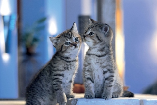 Two Kittens sfondi gratuiti per cellulari Android, iPhone, iPad e desktop