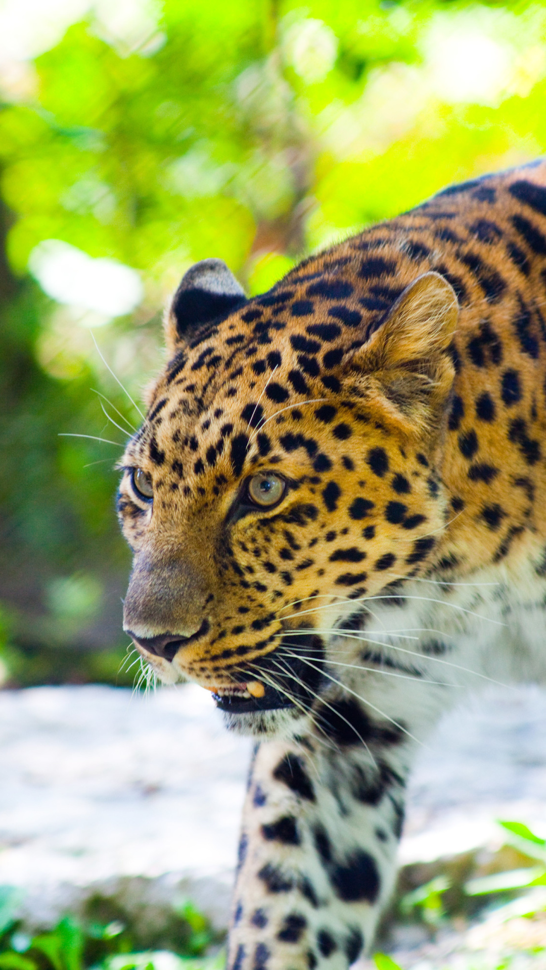 Sfondi Wild Leopard 1080x1920