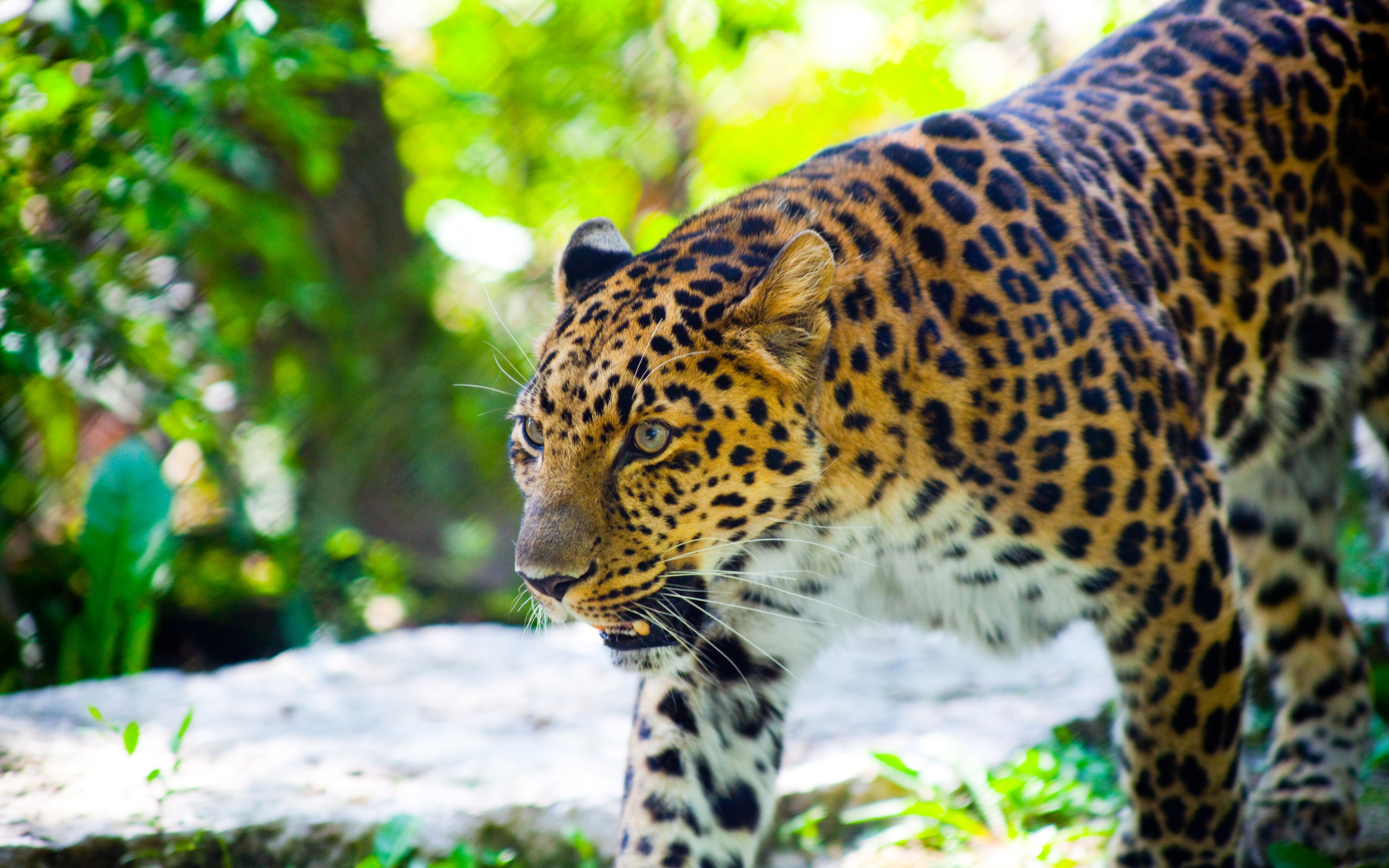 Sfondi Wild Leopard 1680x1050