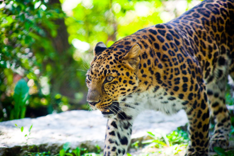 Fondo de pantalla Wild Leopard 480x320