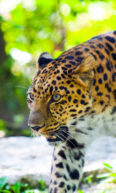 Wild Leopard screenshot #1 480x800