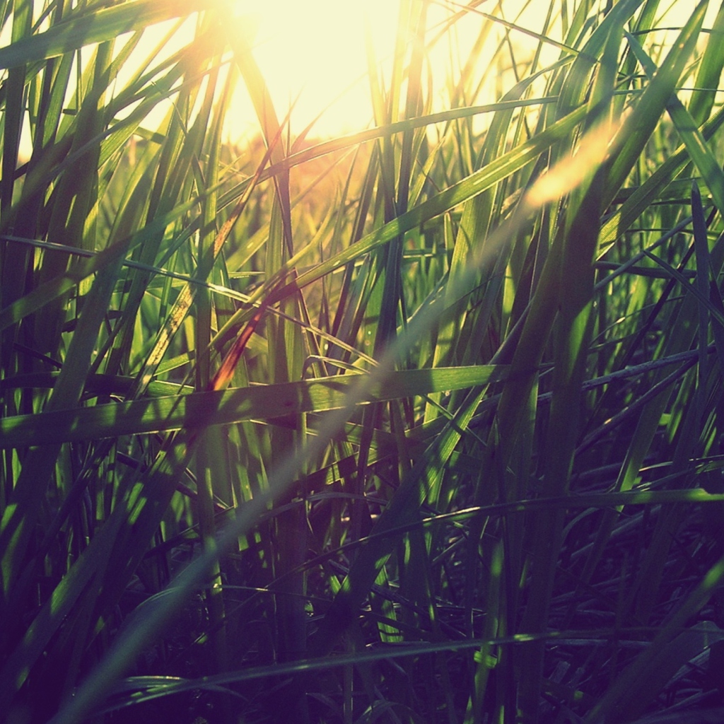 Sfondi Grass Under Sun 1024x1024
