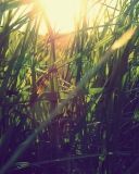 Fondo de pantalla Grass Under Sun 128x160