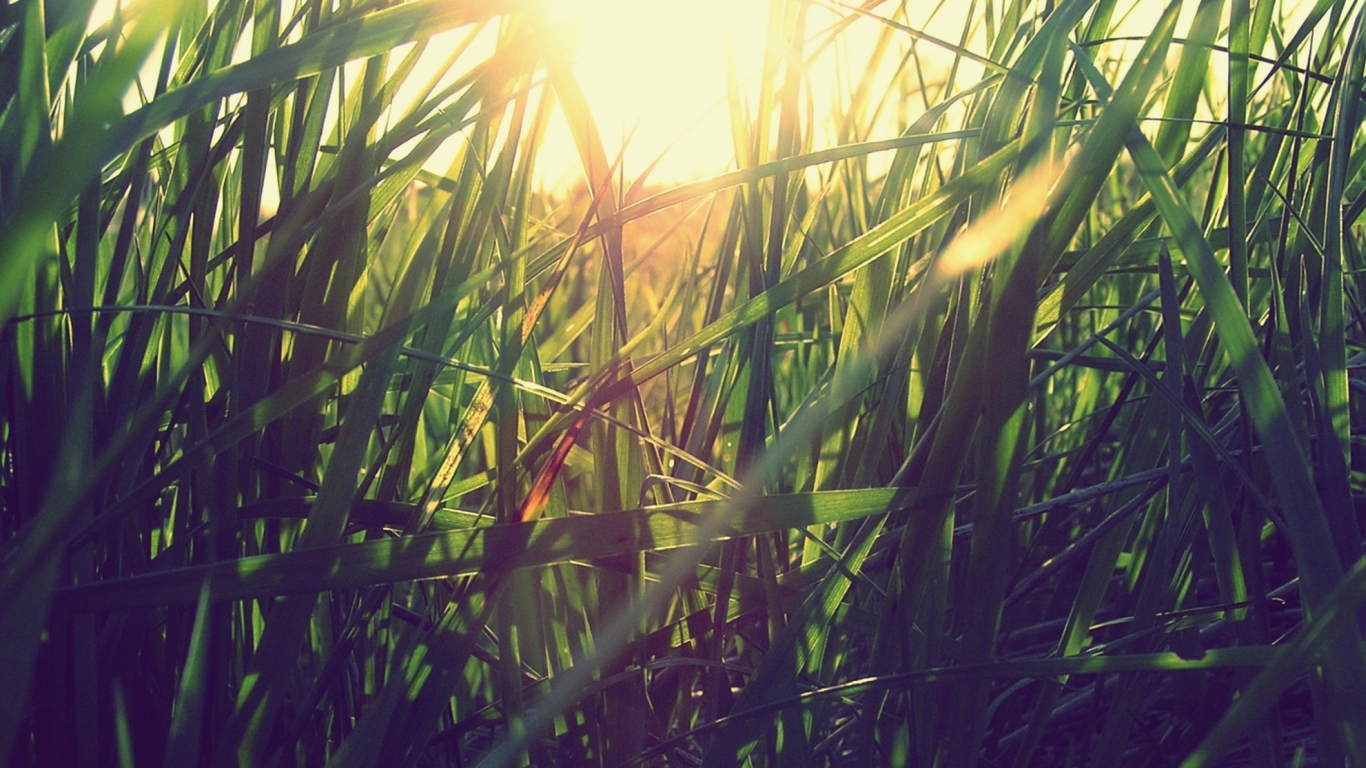 Grass Under Sun screenshot #1 1366x768