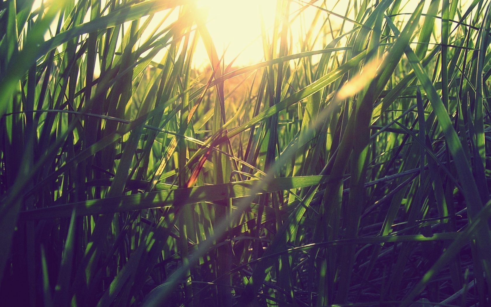 Обои Grass Under Sun 1680x1050