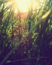 Grass Under Sun screenshot #1 176x220